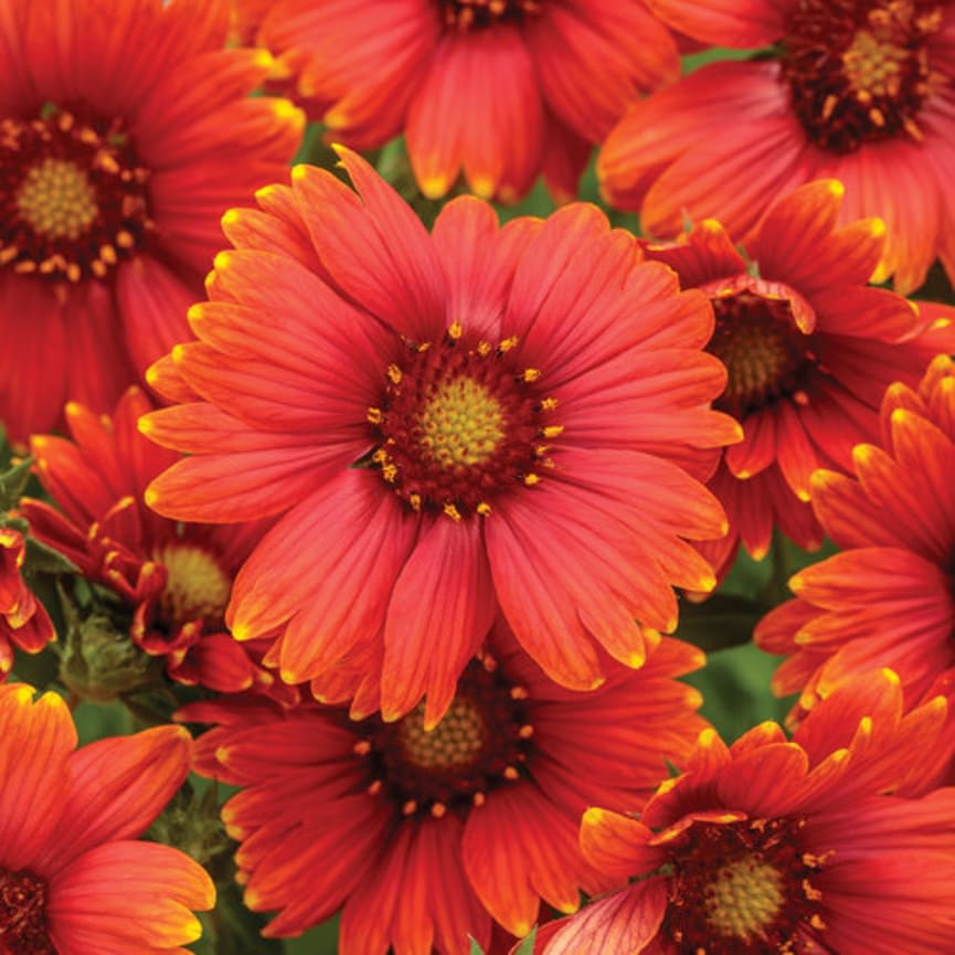 Heat it Up® Scarlet