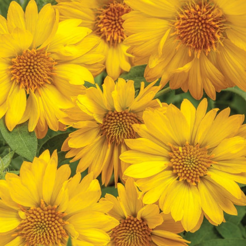 Heat it Up® Yellow