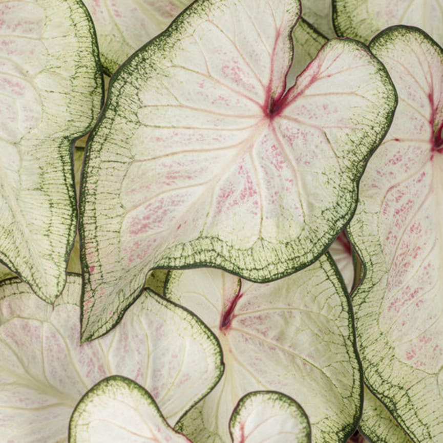 Heart to Heart™ 'White Wonder'