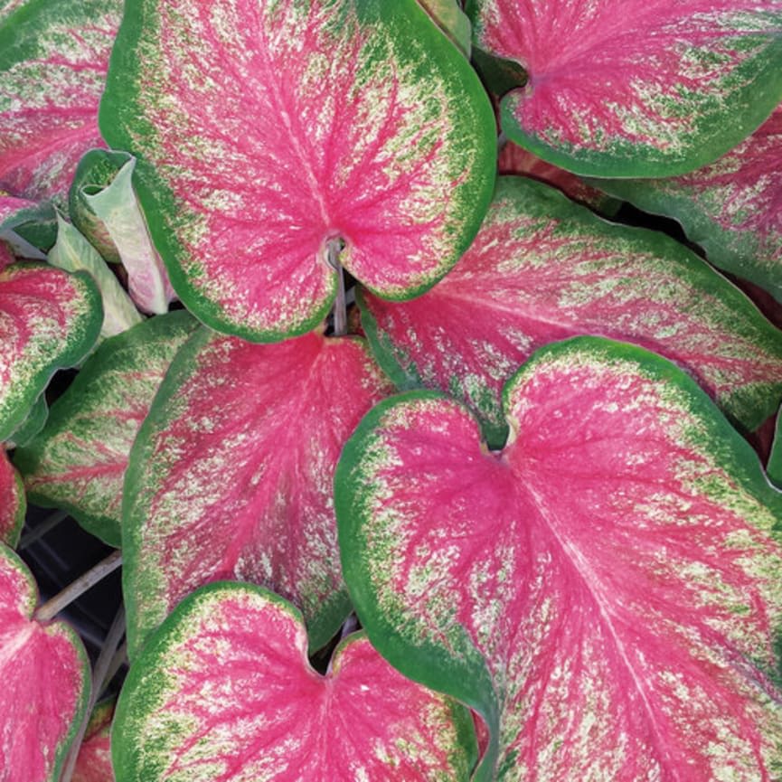 Heart to Heart™ 'Tickle Me Pink'