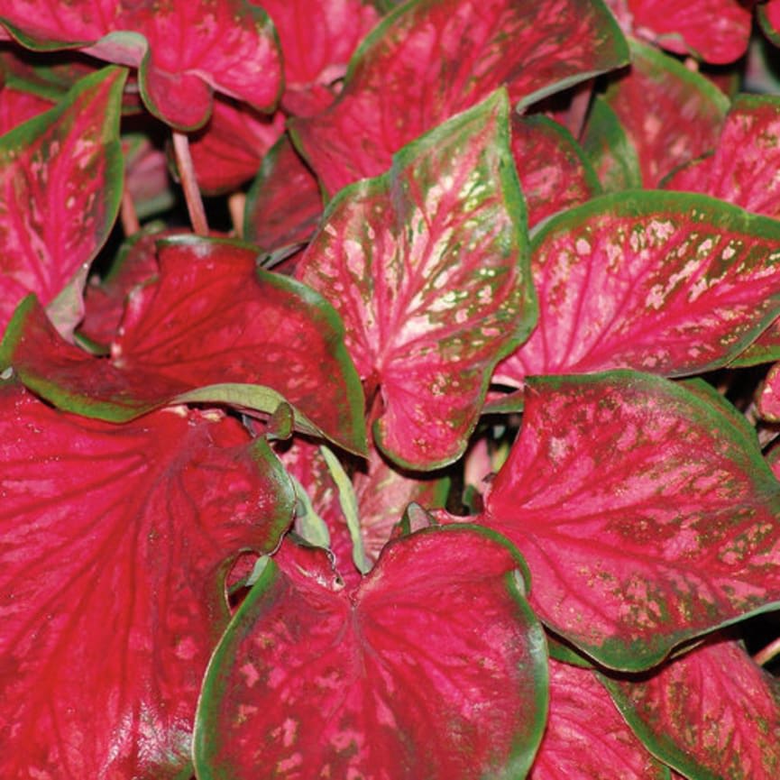 Heart to Heart™ 'Scarlet Flame'