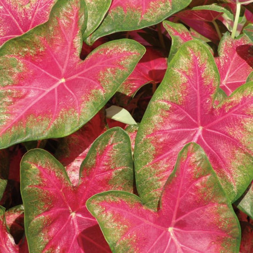 Heart to Heart™ 'Rose Glow'