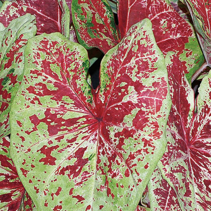 Heart to Heart™ 'Raspberry Moon'