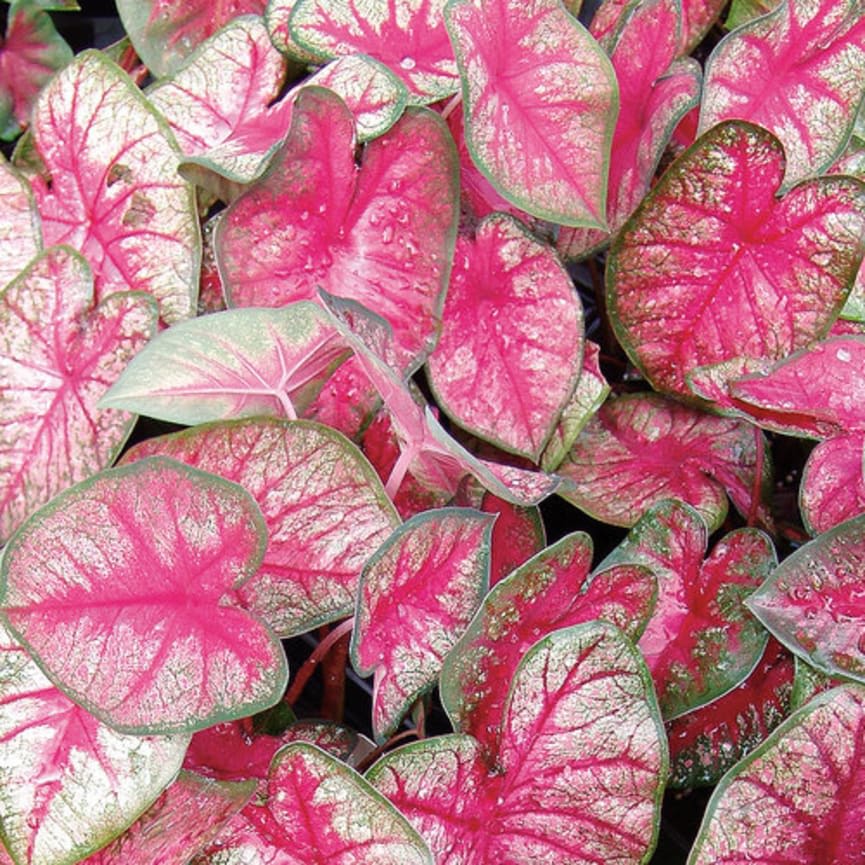 Heart to Heart™ 'Radiance'