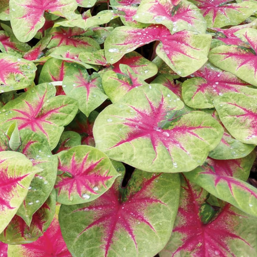 Heart to Heart™ 'Lemon Blush'