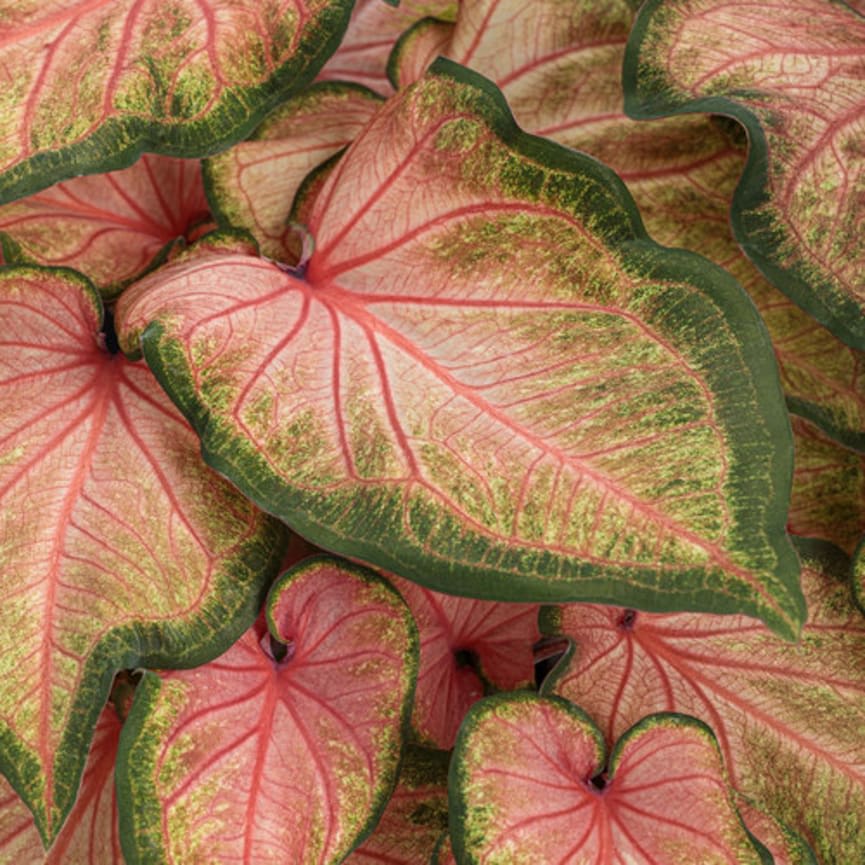 Heart to Heart™ 'Chinook'