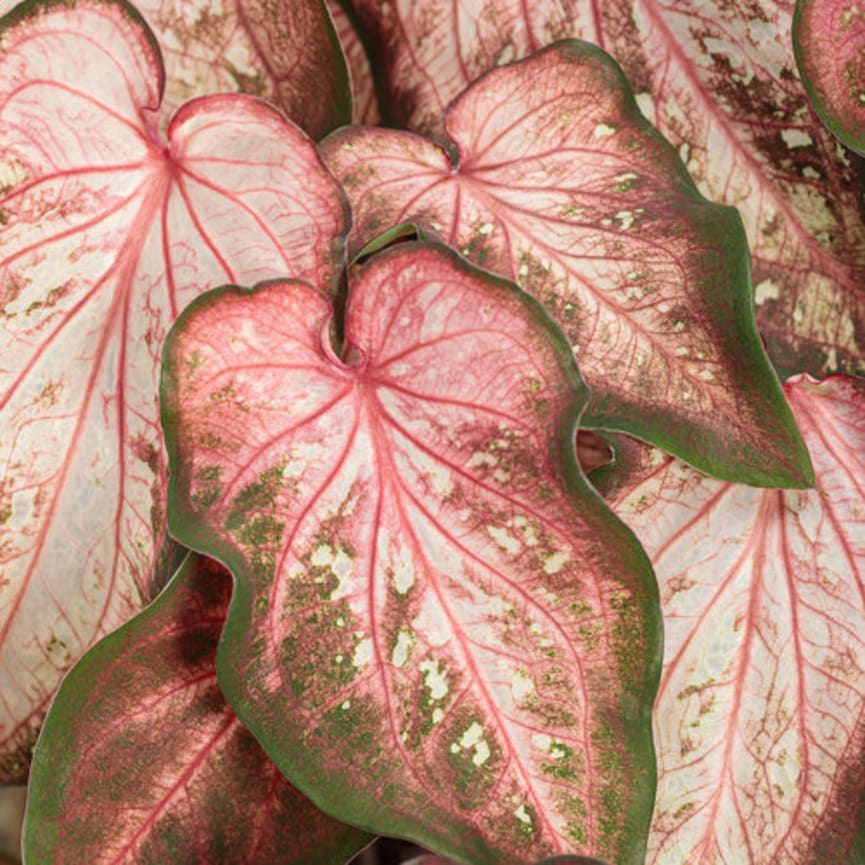 Heart to Heart™ 'Caribbean Coral'