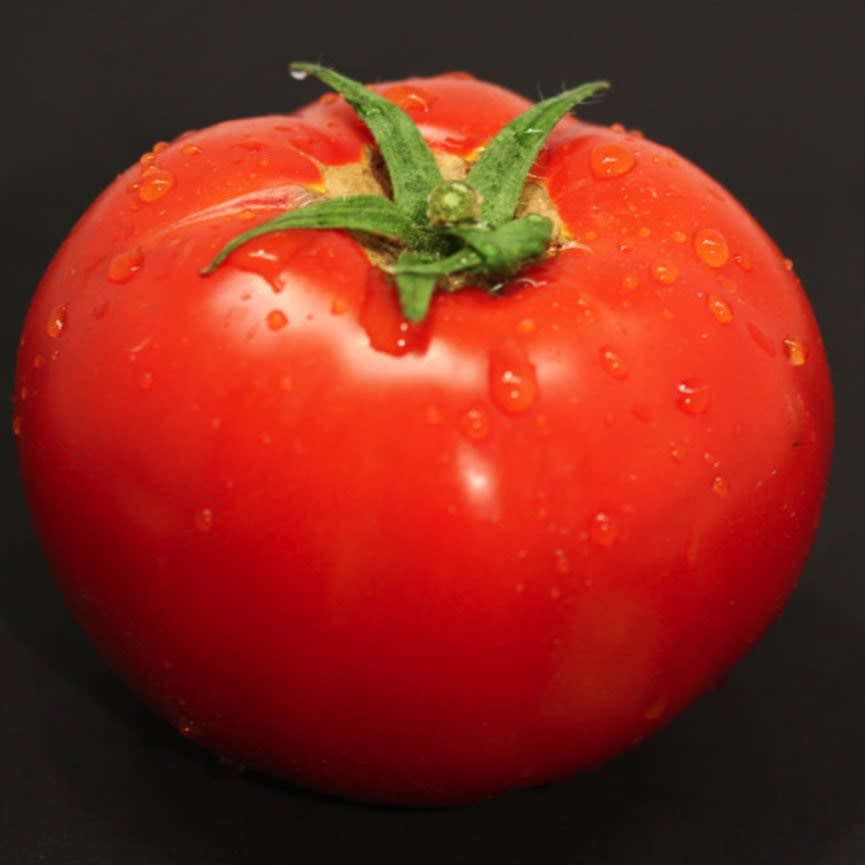 Tomato Garden Treasure