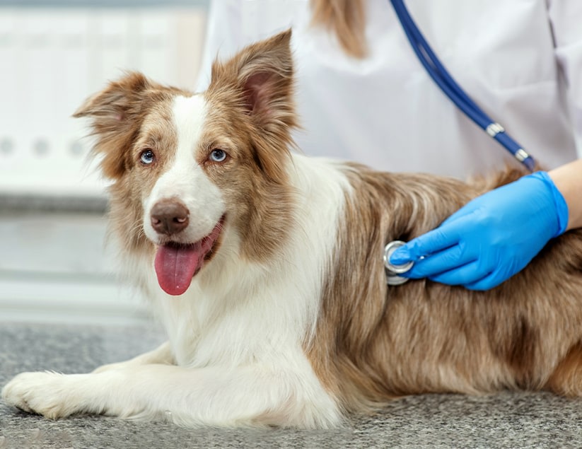Veterinary services with a gentle touch in Everett