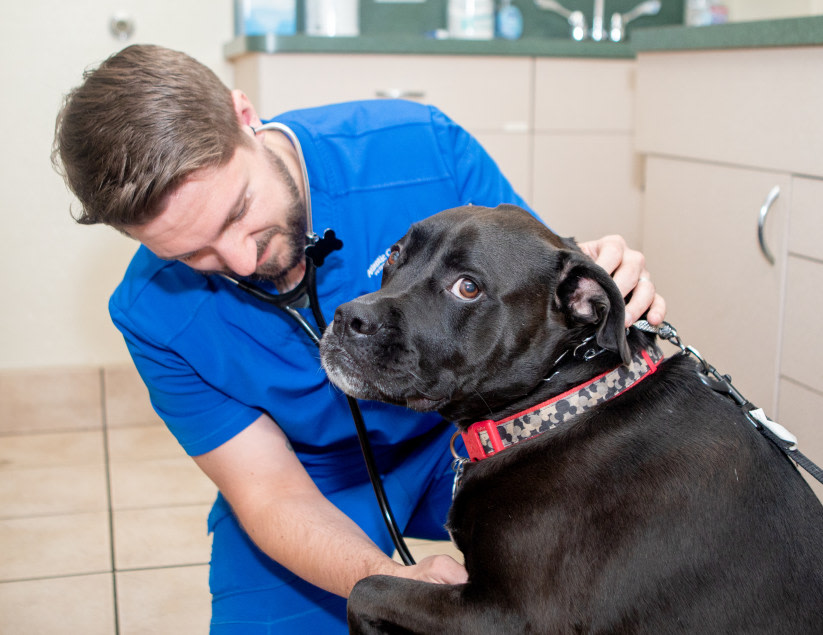 Veterinary Specialists on Long Island