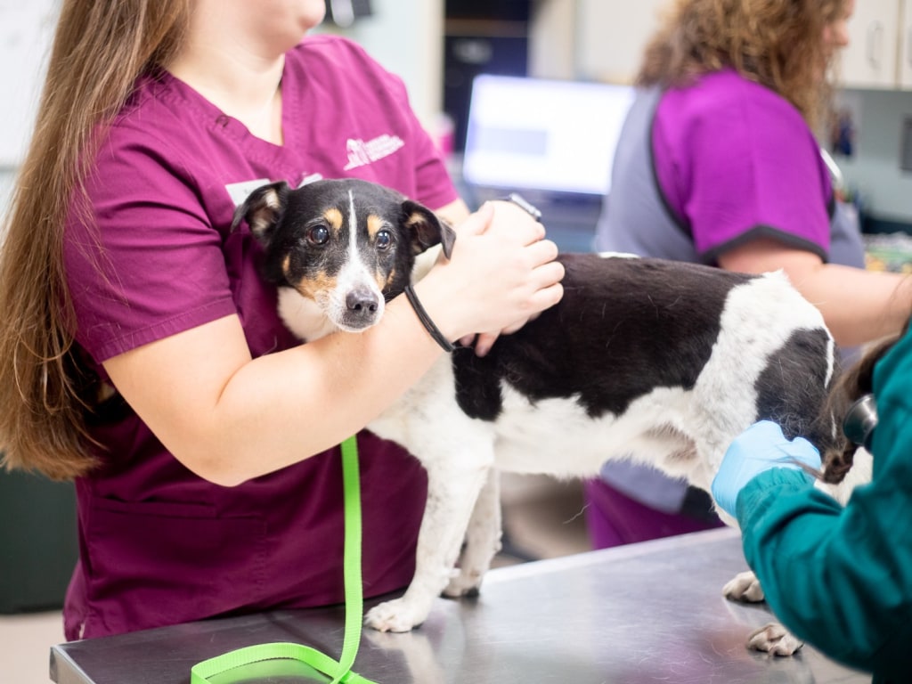 24/7 Emergency Veterinary Care in Greensboro