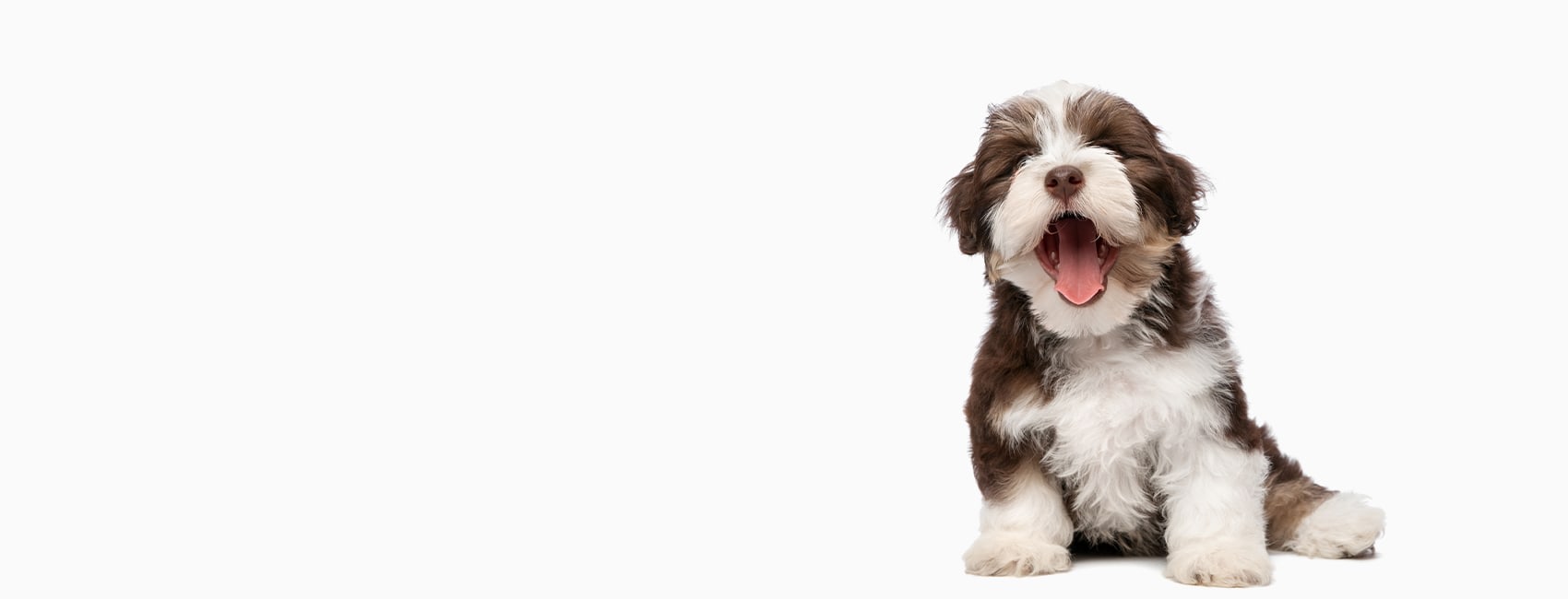 Complete Veterinary Care in Johns Creek