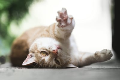 Welcoming New Patients, Beloit Veterinary Hospital