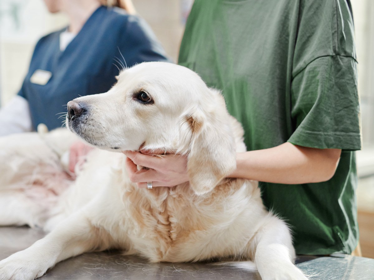 Specialty & Emergency Veterinary Care, Longmont