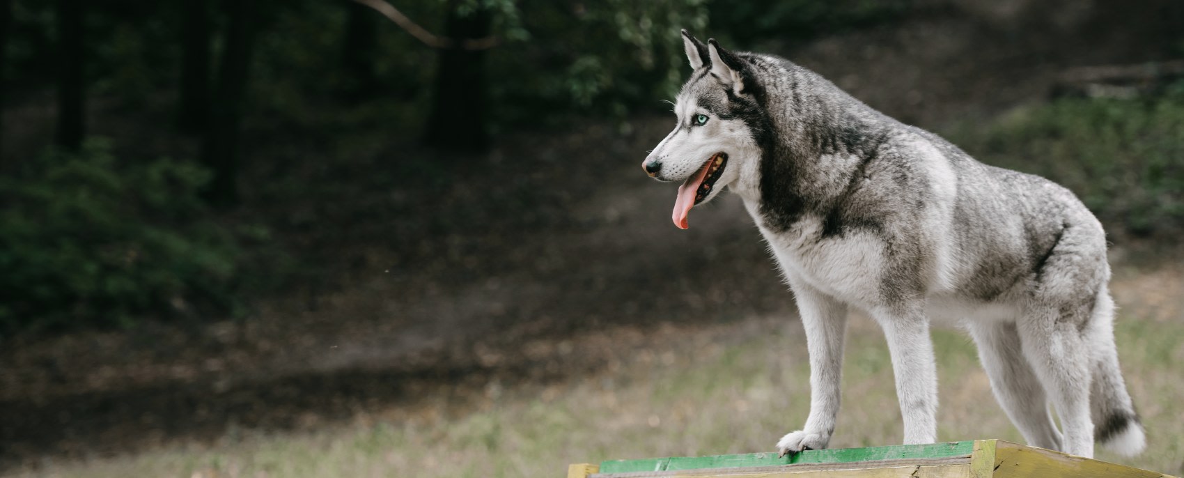 Quality Veterinary Care, Cambridge