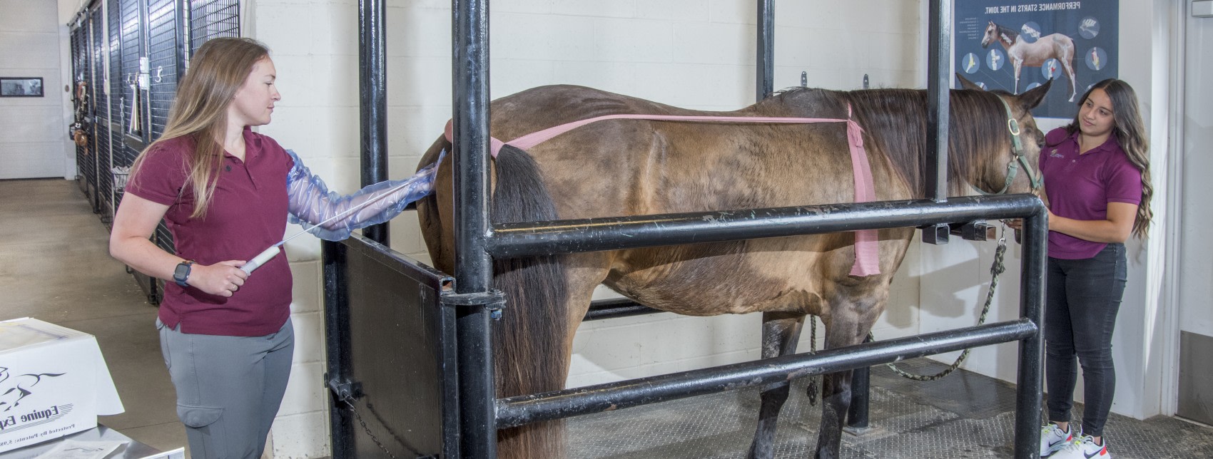 Equine Breeding & Reporoduction | Great Lakes Equine