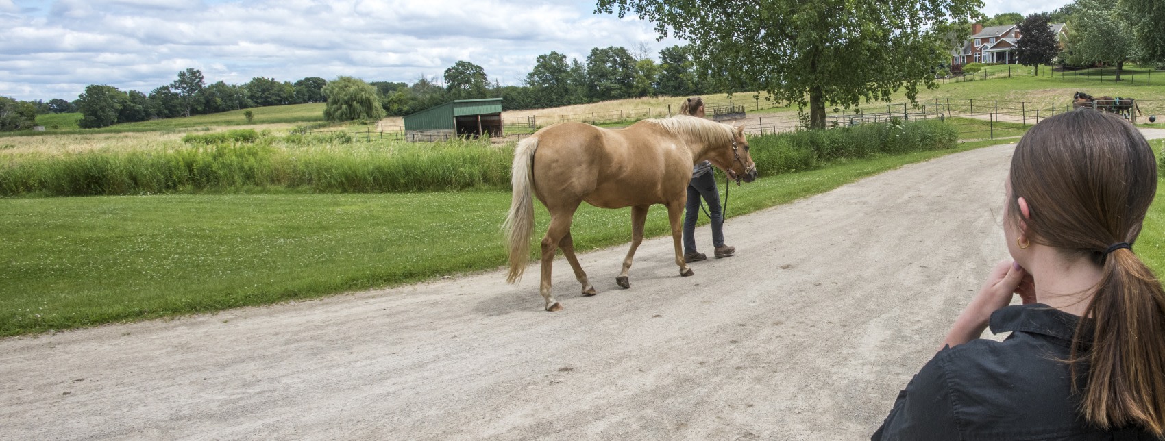 Equine Lameness Exams | Great Lakes Equine