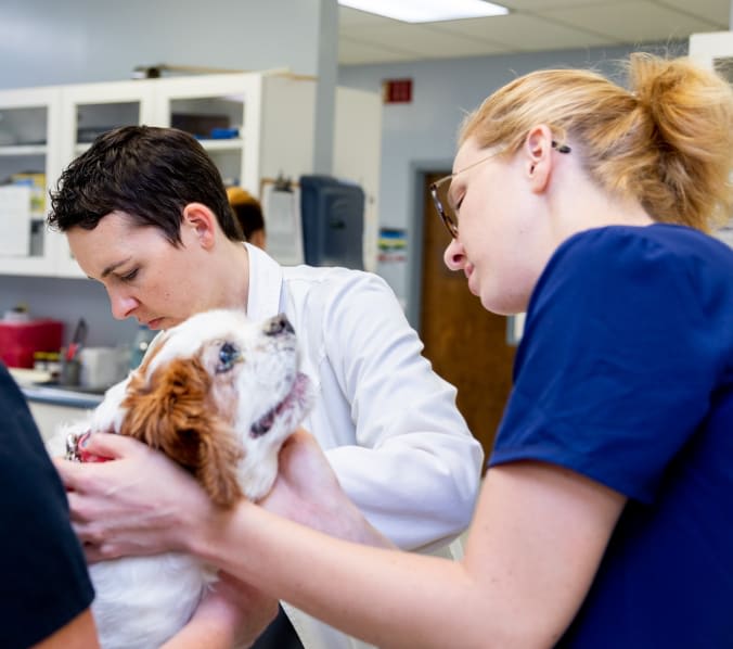 Comprehensive Veterinary Care in Memphis