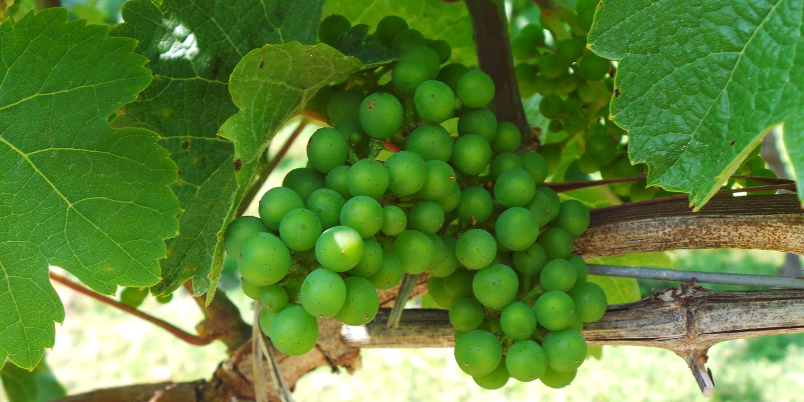 The Canadian Grapevine Certification Network