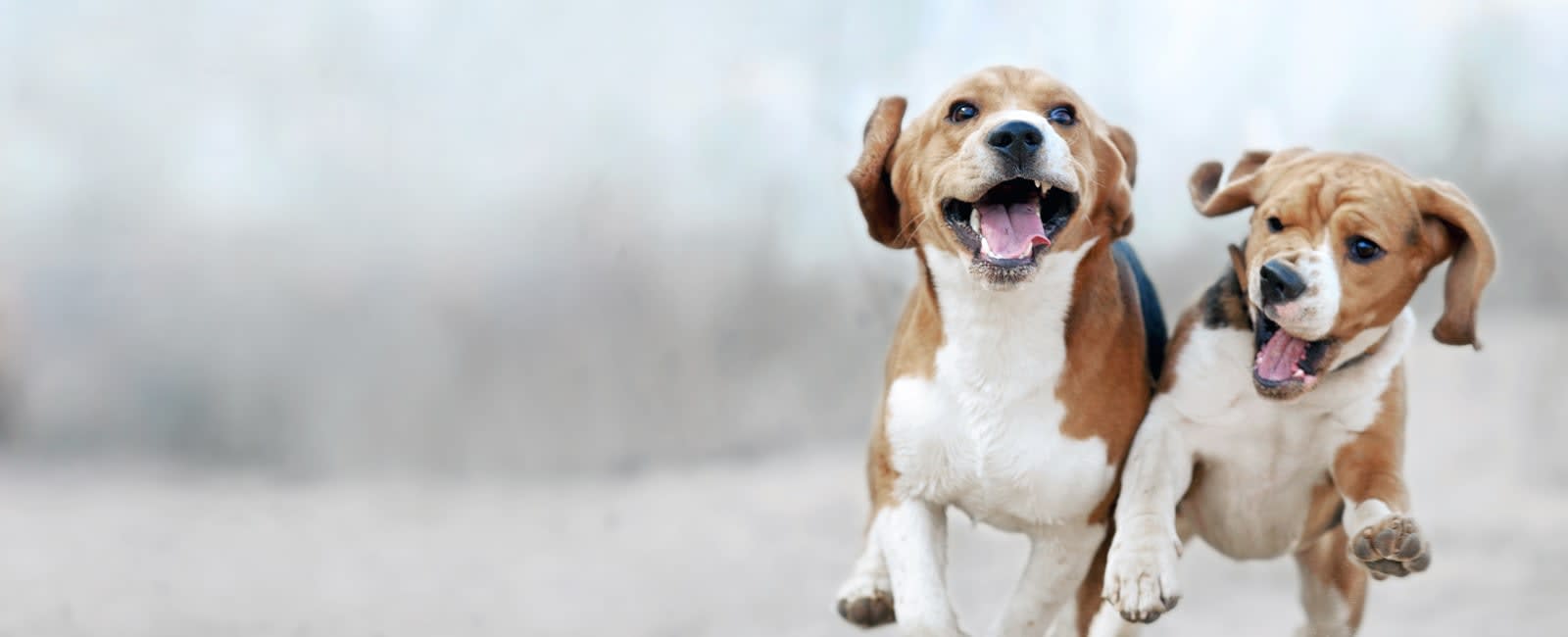 Ace Animal Hospital is Temporarily Closed