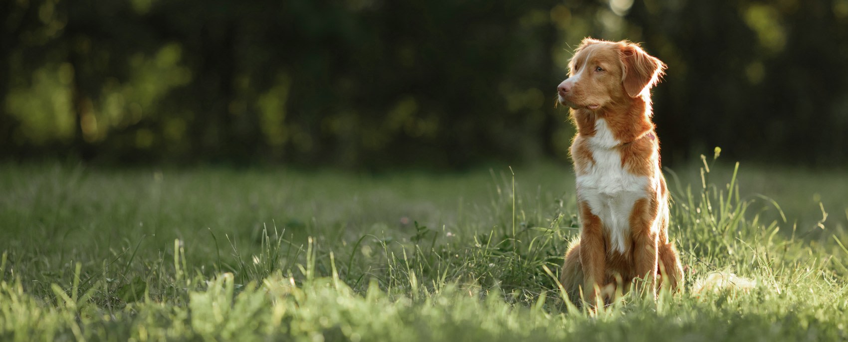 Quality Veterinary Care, Wiggins