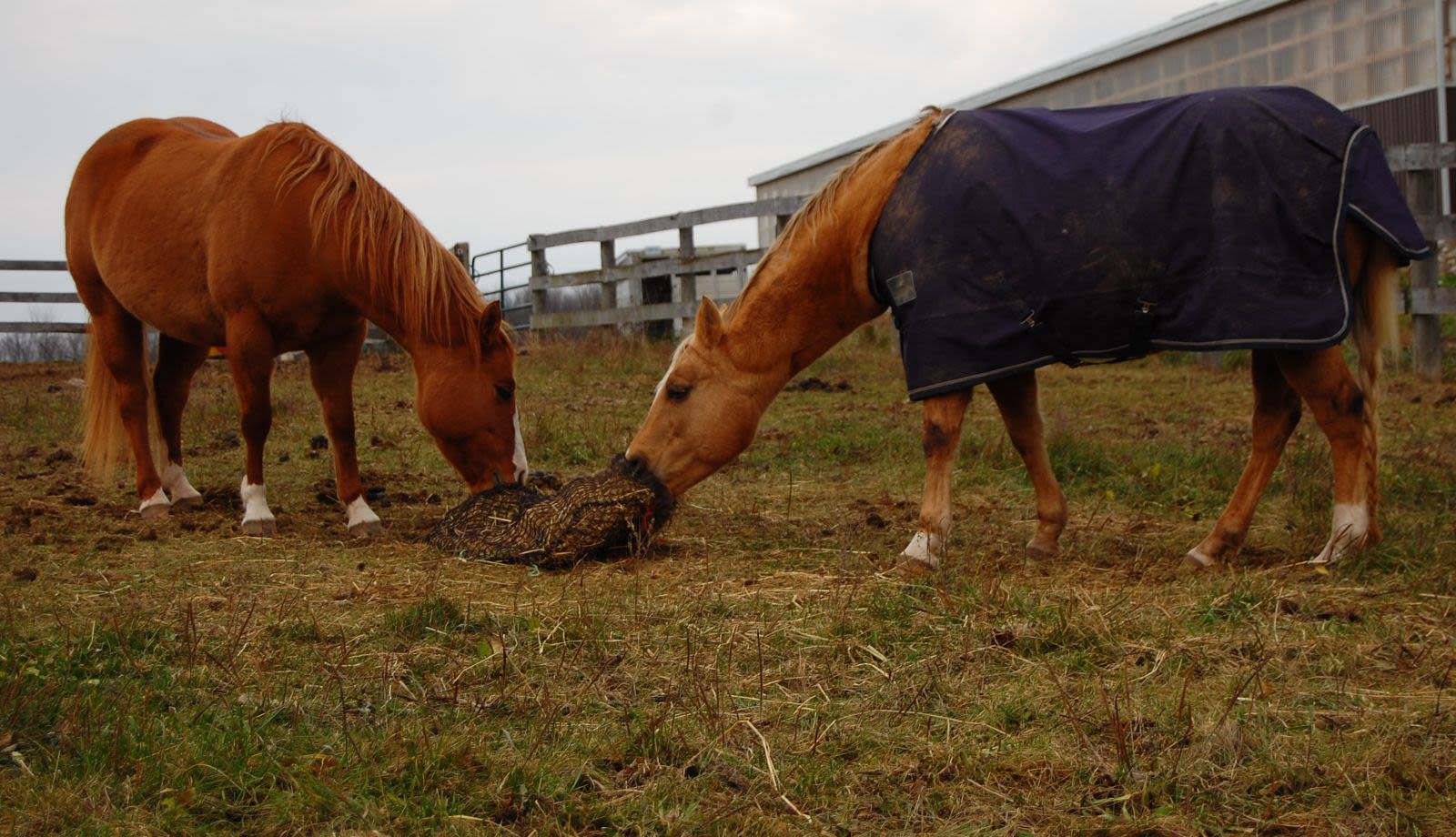 Horses Love Our Slow Feed Netting