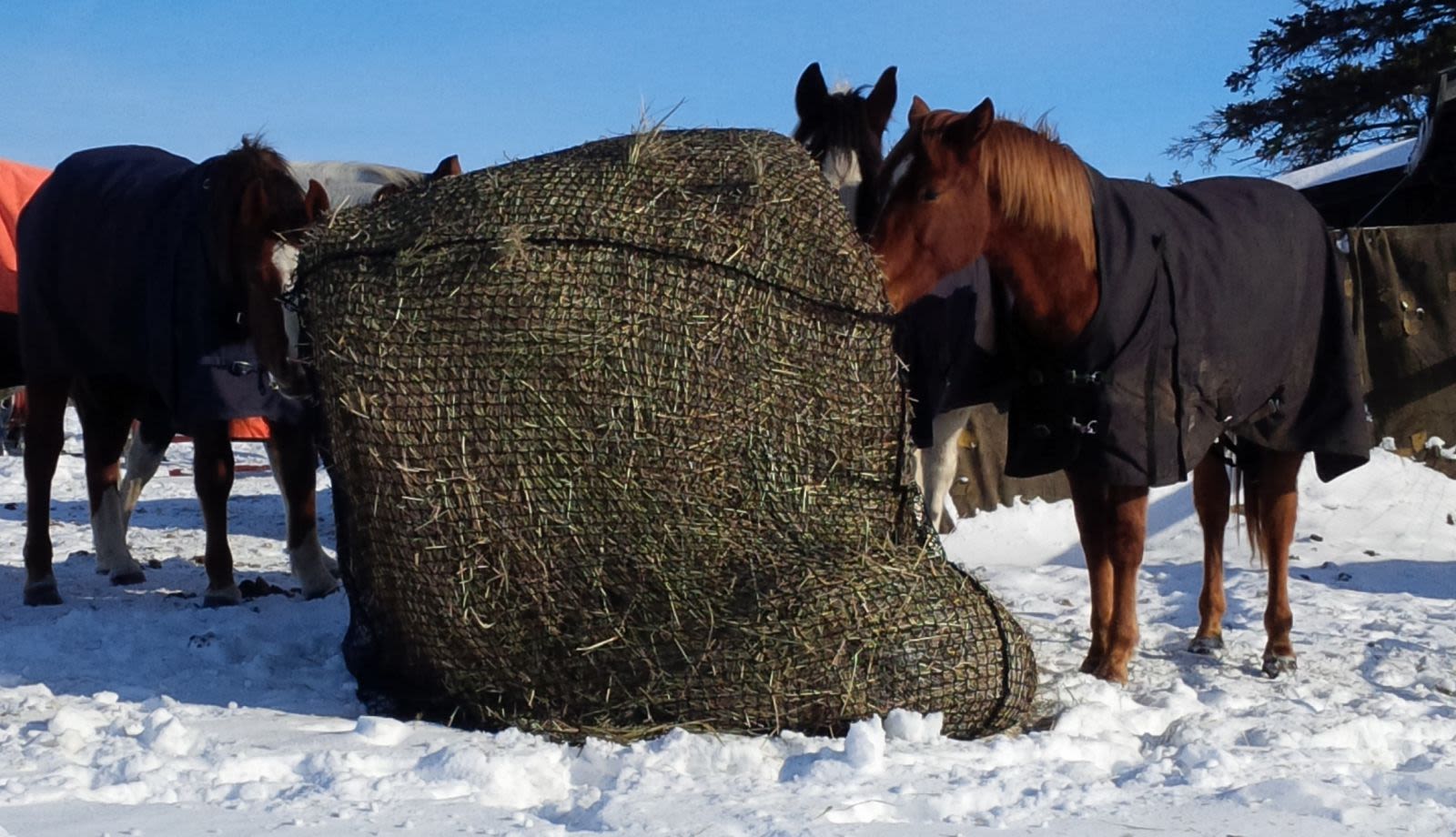 Horses Eating from Slow Feed Round Bale Net