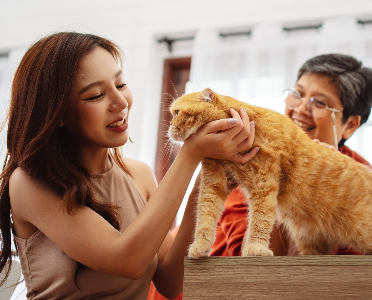 Veterinary Care, Brooklyn