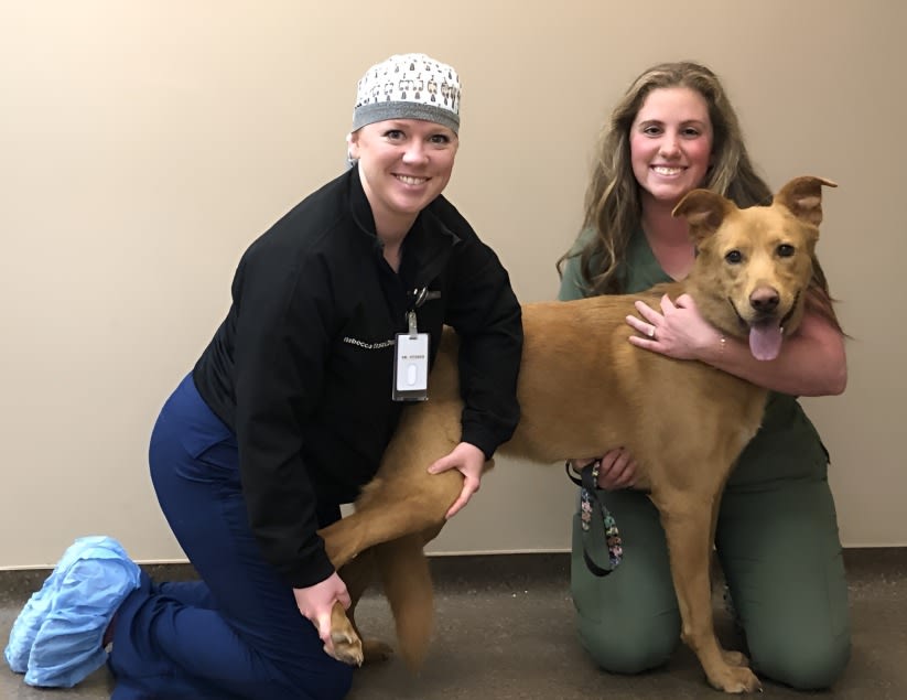 Quality Veterinary Care in Memphis