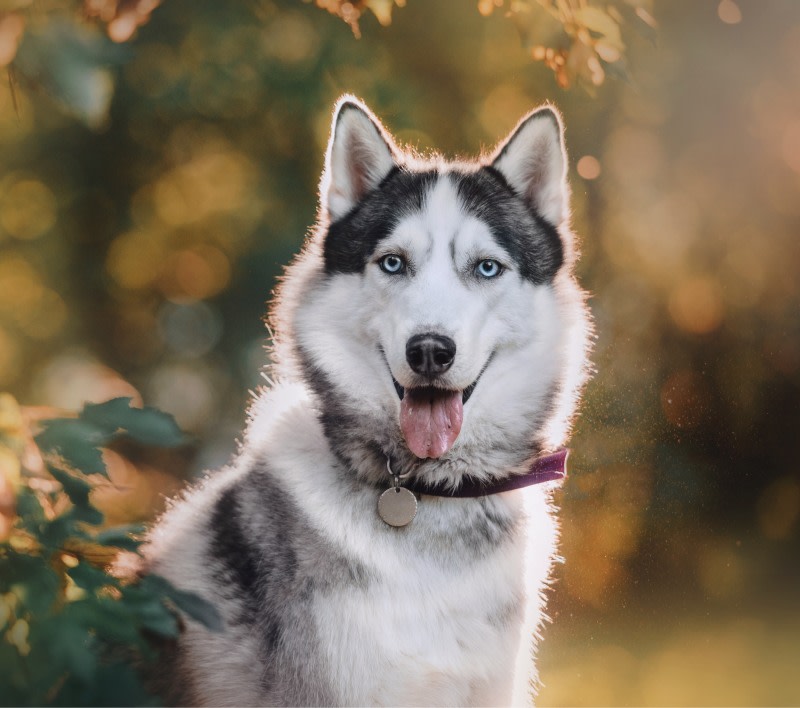 Re-Opening Soon! Redding Veterinarian