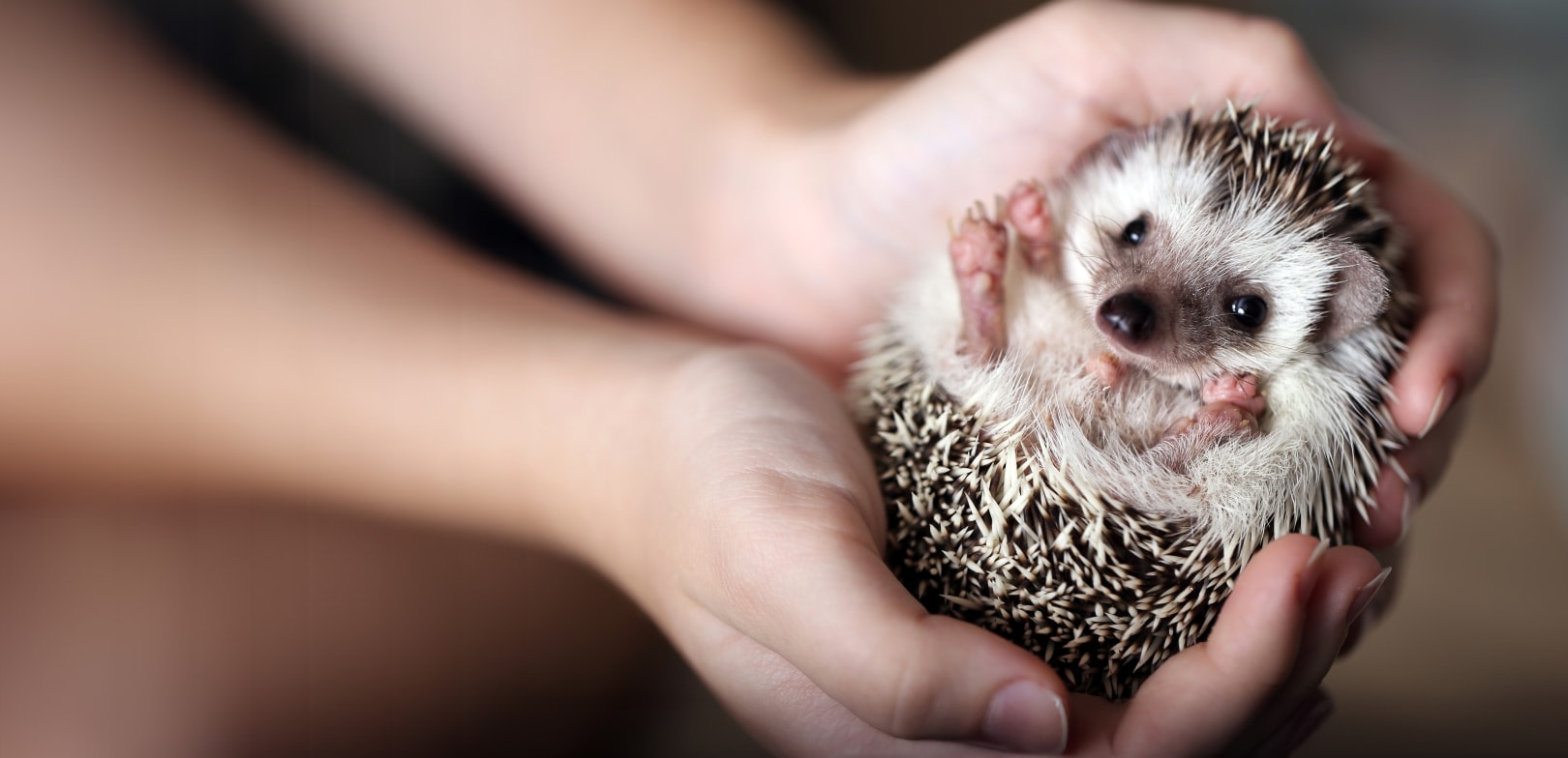 Quality Veterinary Care, Seattle