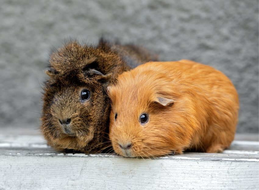 Exotic Pets, Calgary Vets