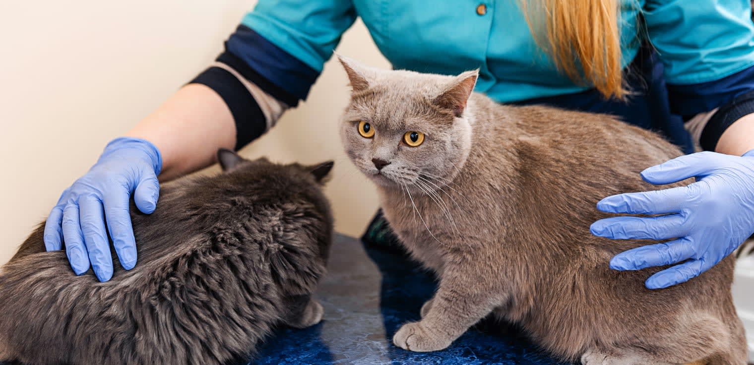 Specialty & Emergency Veterinary Care, Kamloops