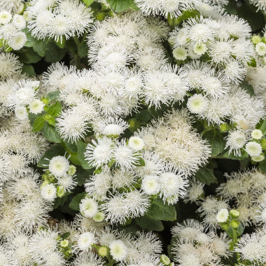 Ageratum Artist® Pearl