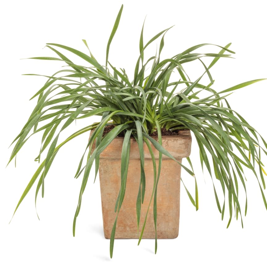 Allium AlliYum™