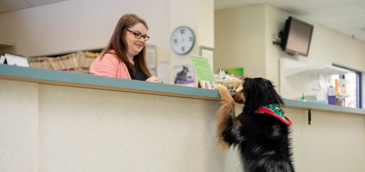 Clemmons Veterinary Care