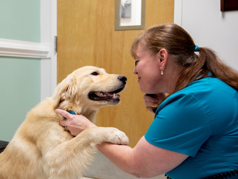 Veterinary care with a gentle touch for pets in Huntersville.