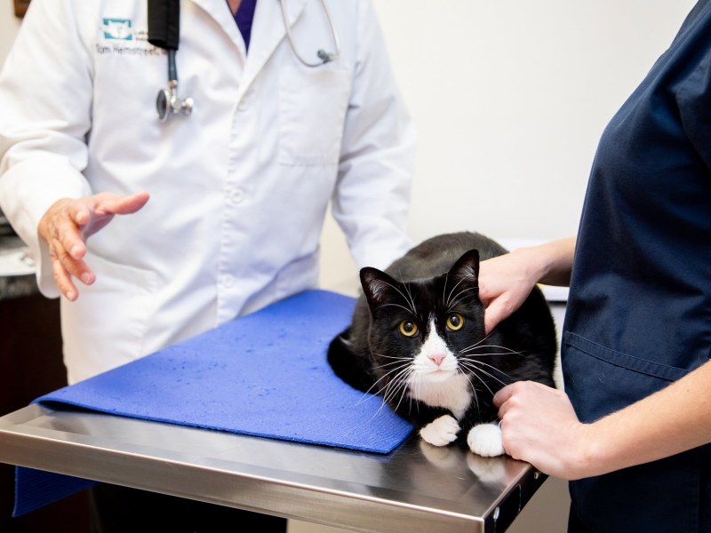 Comprehensive veterinary services with a focus on prevention.