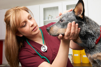 General Practice Veterinary Services in Nashua