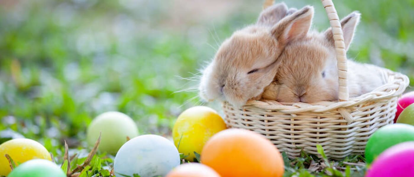 Spring Gardening Workshop, Country Basket