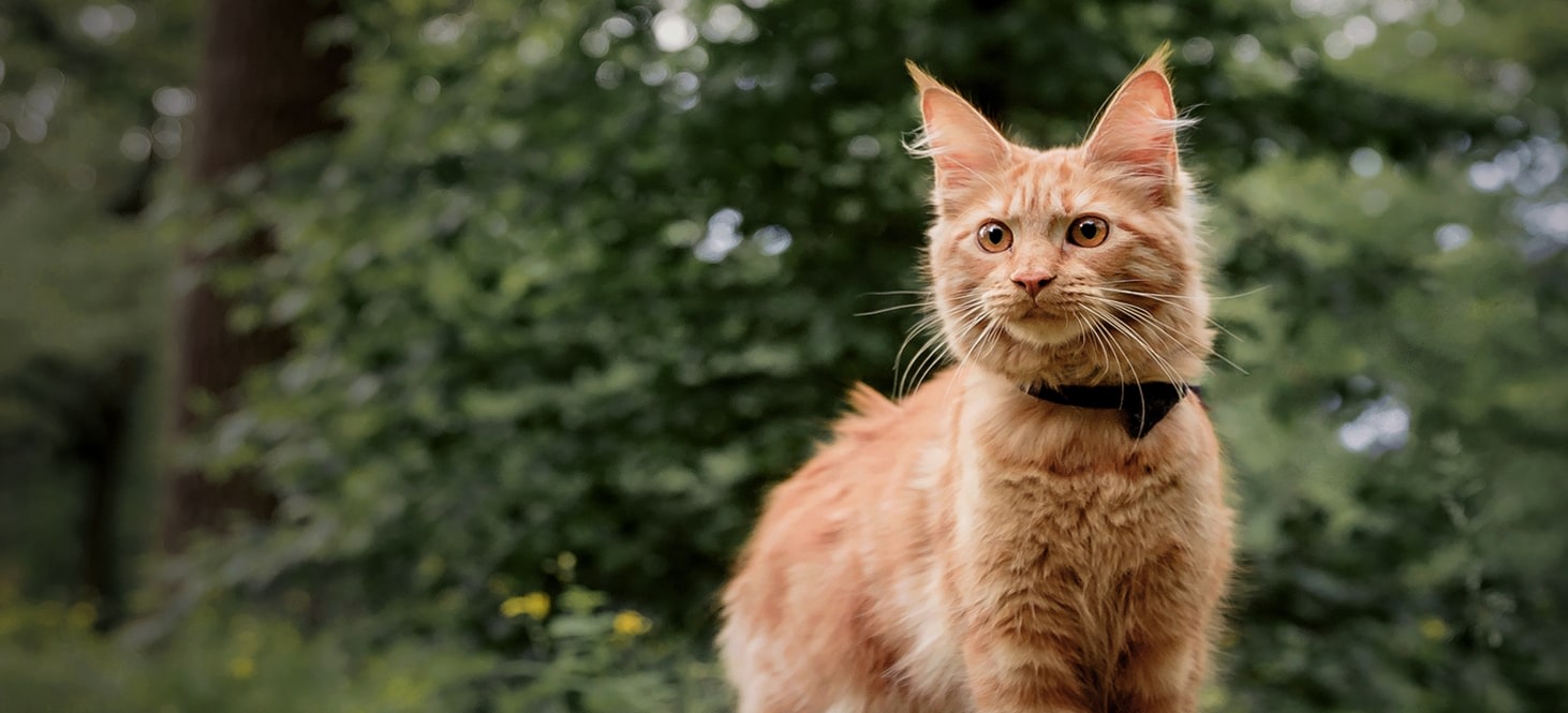 Core Veterinary Services, Laguna Beach