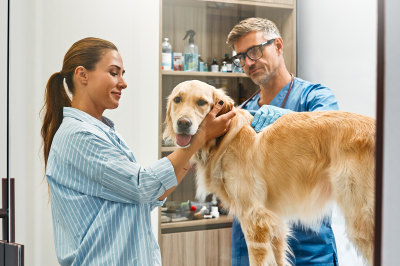 General Practice Veterinary Services in Nashua