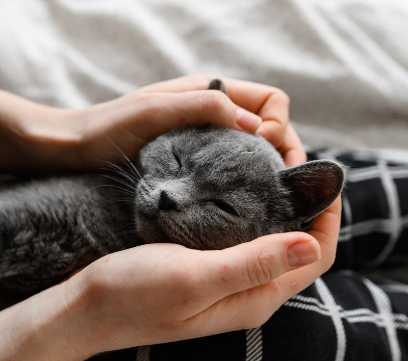 Quality Veterinary Care, Ceres