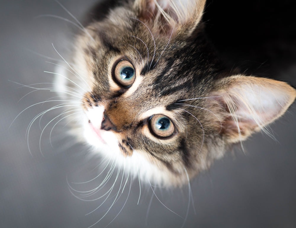 Compassionate Veterinary Care in Modesto