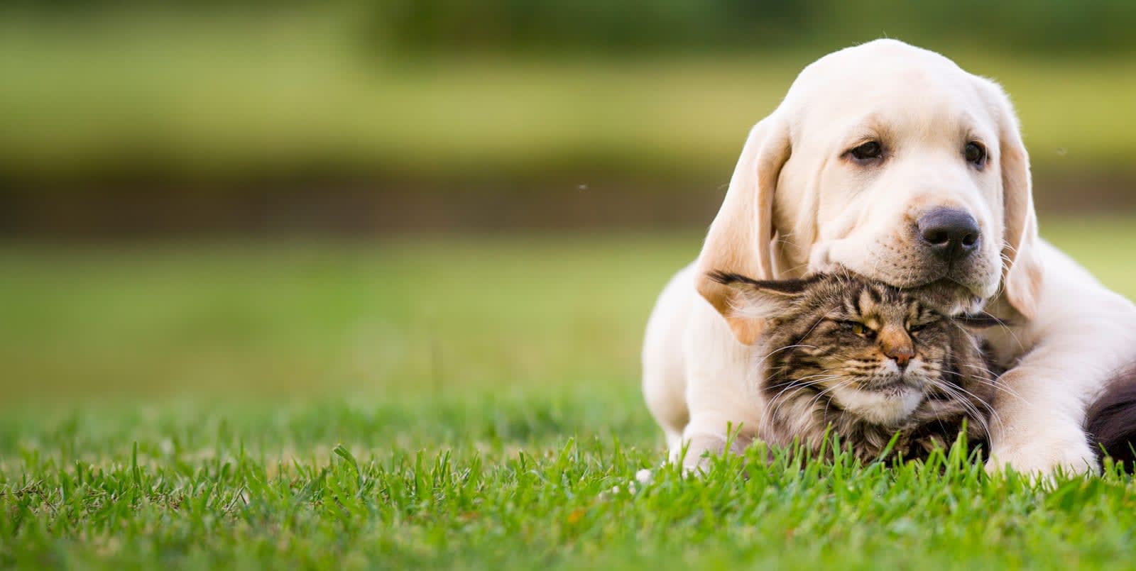 After-Hours Emergency Care with West Coast Veterinary Services