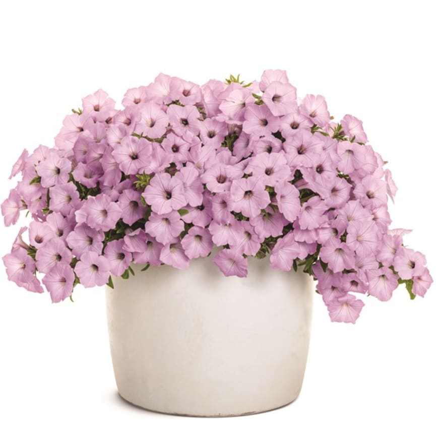 Proven Winners Petunia of the Year