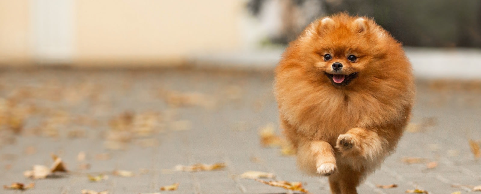 Core Veterinary Services, Tucson