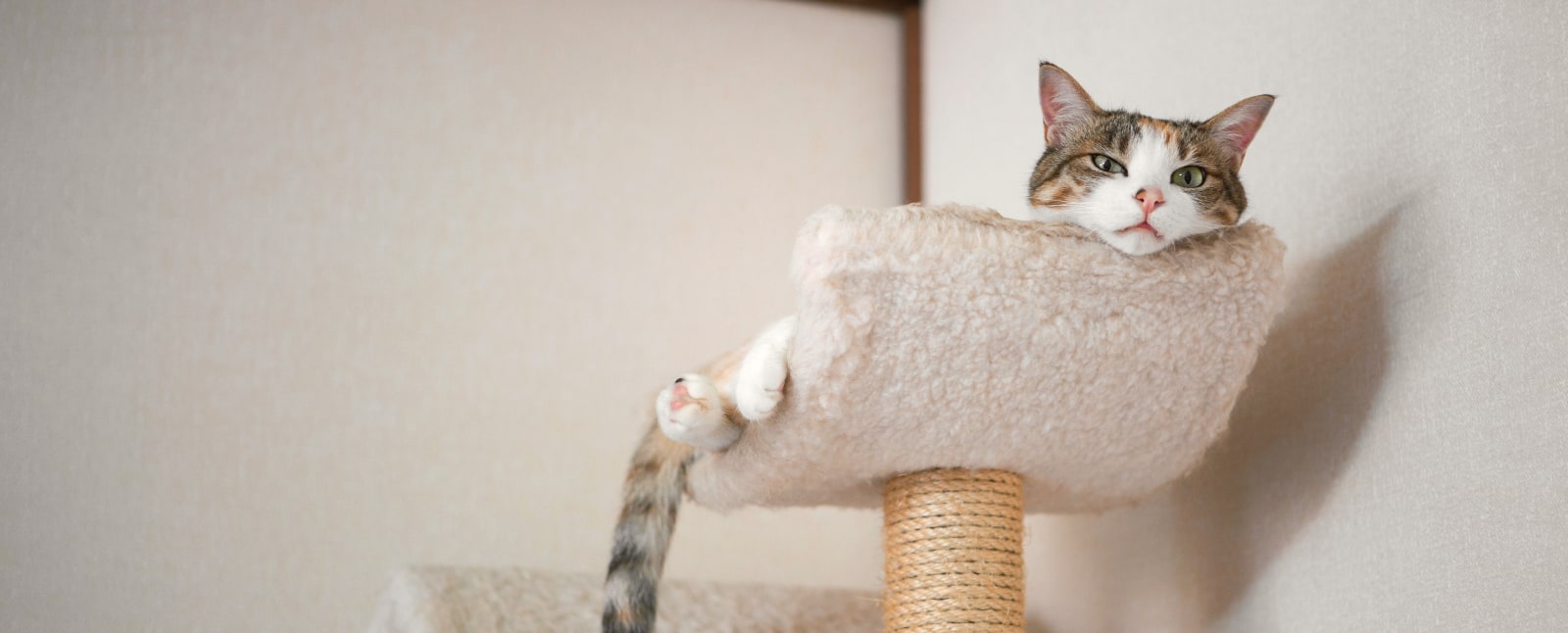 Meet Our Veterinarians, Tucson
