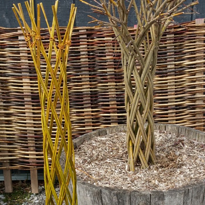 Living Willows