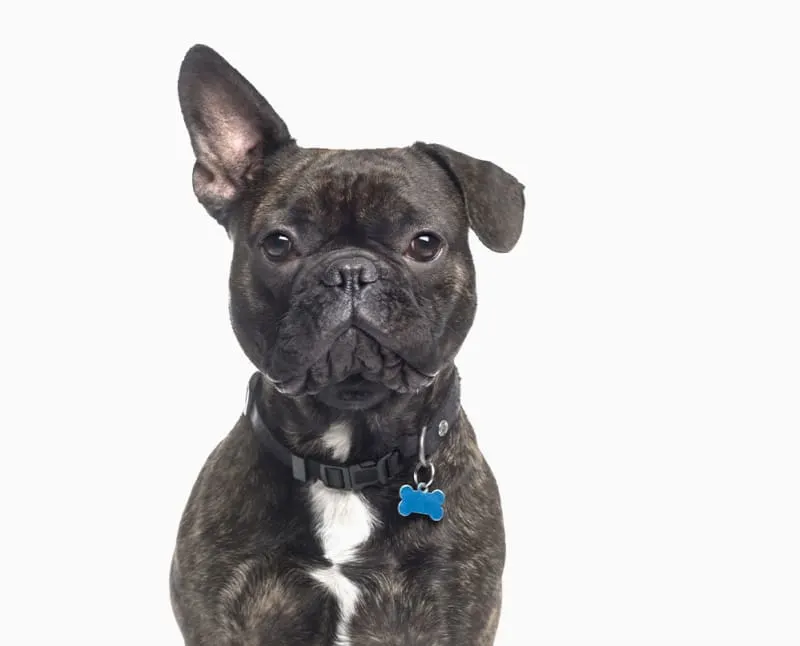 Animal Emergency Clinic